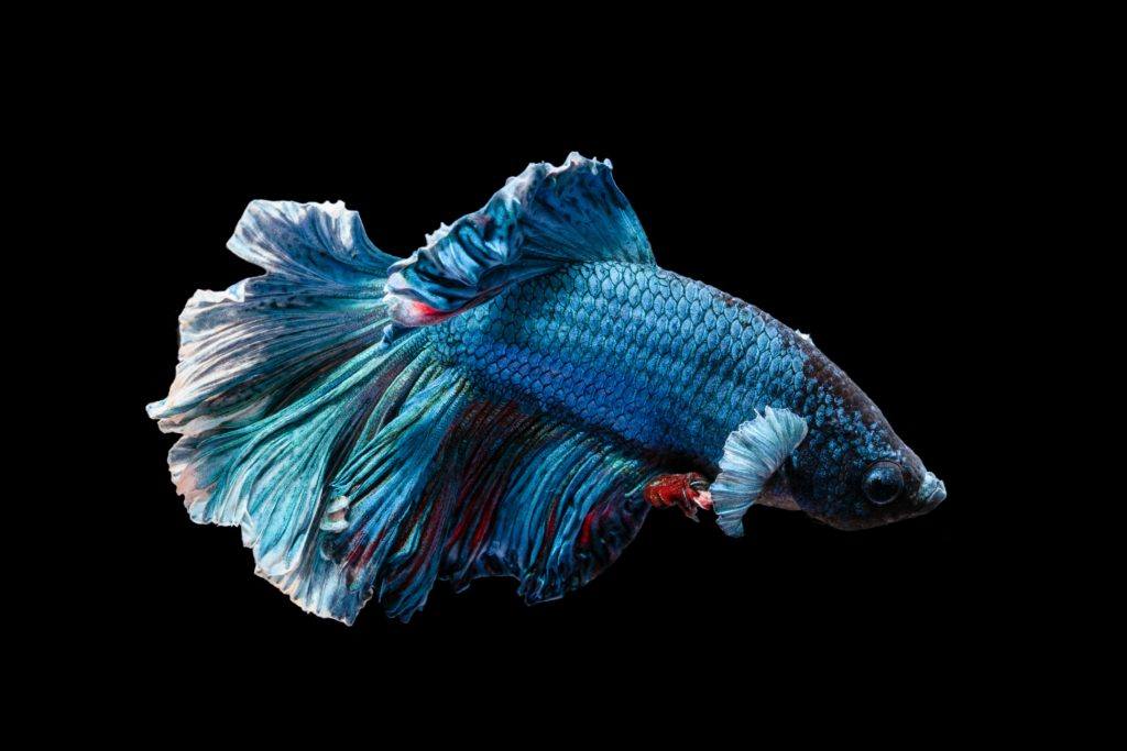 can fish die from swimbladder disease