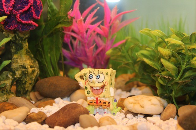 bubbles in a fish tank