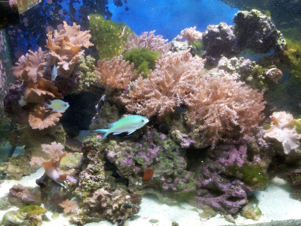 aquarium bubbler
