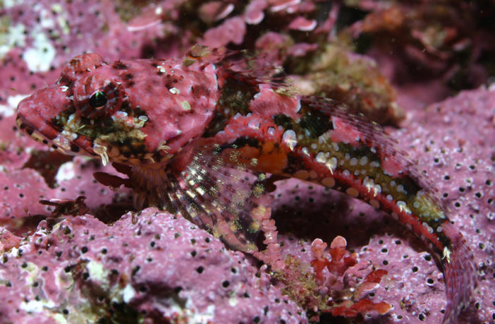 Your Guide On Growing Coralline Algae Fish Care Guide,How To Make Beaded Bracelets