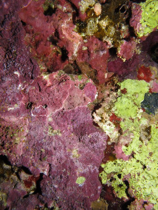 purple coralline algae