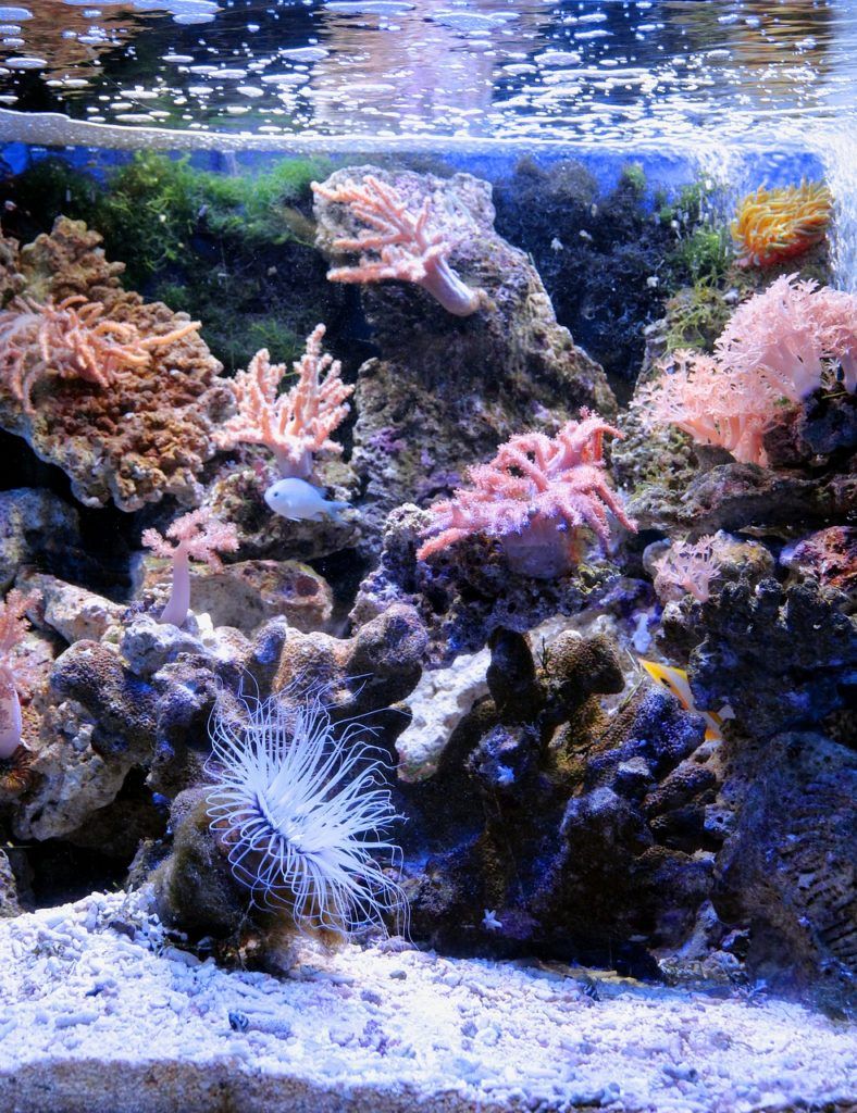 coralline algae growth