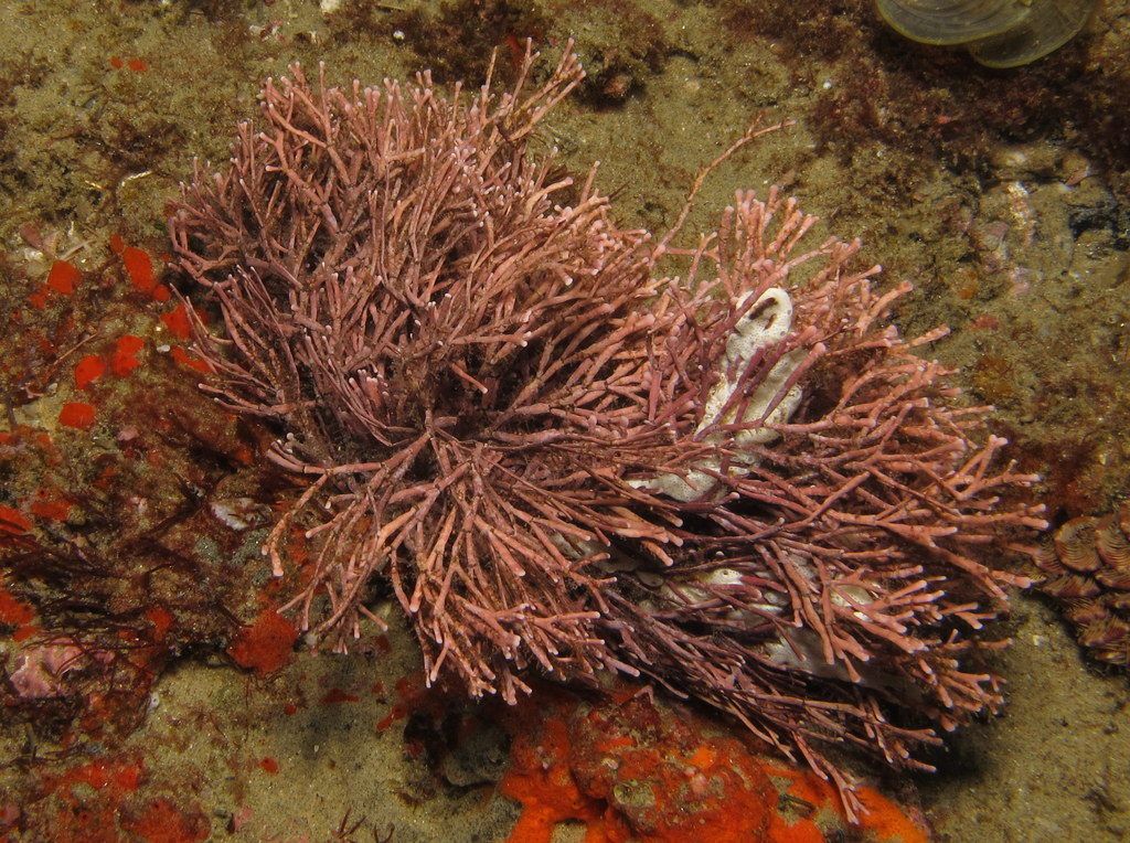 coralline algae