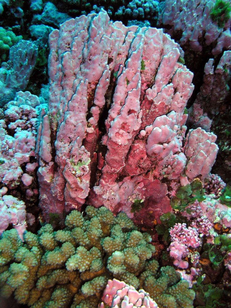 how to grow coralline algae