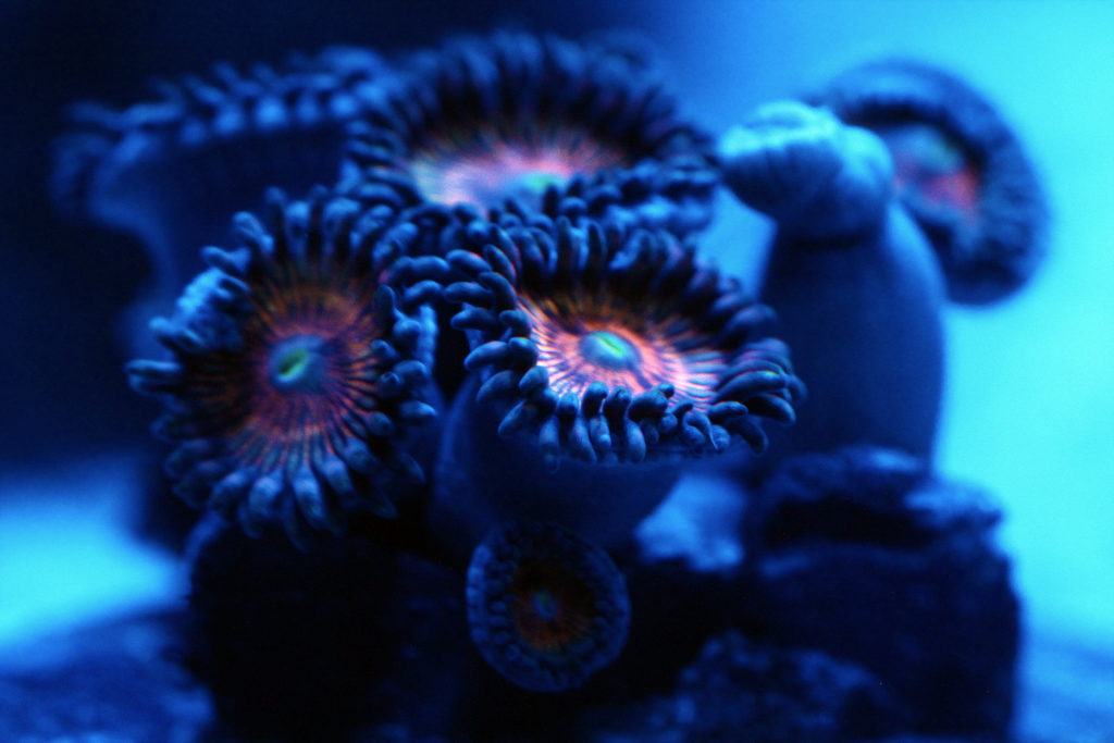 how to feed zoanthids