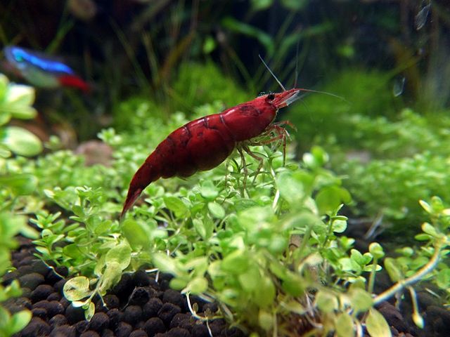 cherry shrimp tank