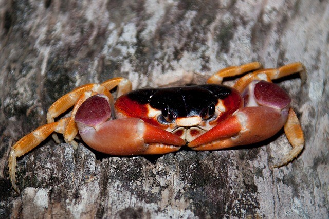 All You Need To Know About Red Claw Crabs Fish Care Guide