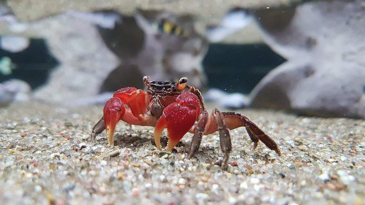 red crab aquarium
