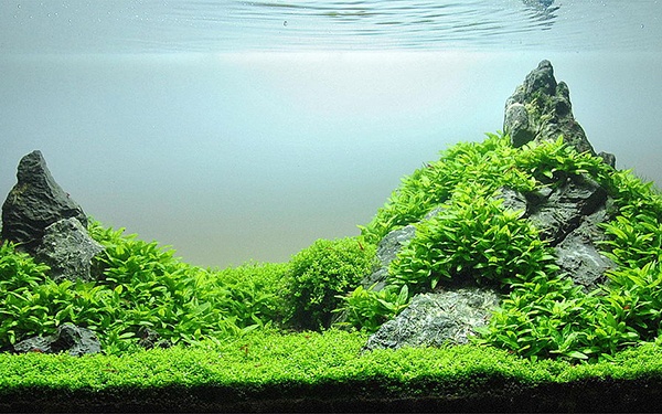 plants for small fish tanks