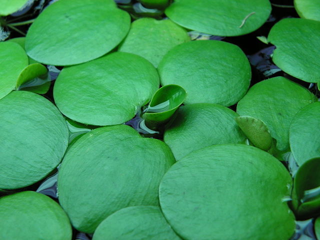 frogbit plant