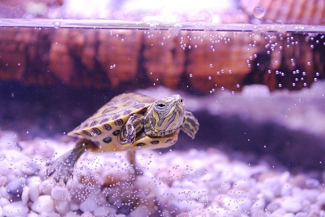 turtle terrarium