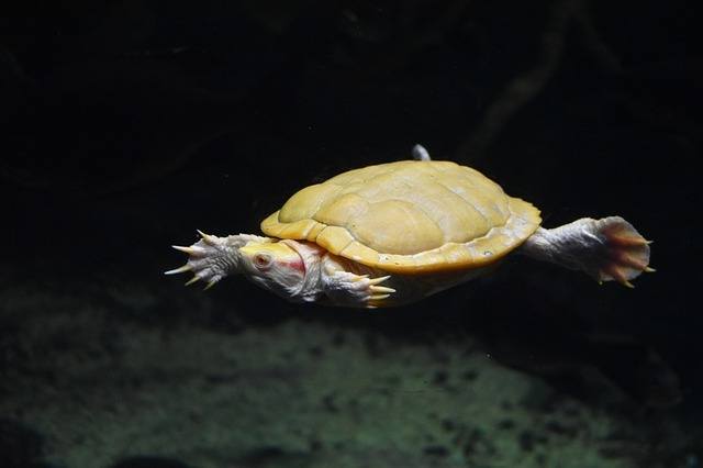 aquatic turtle tank