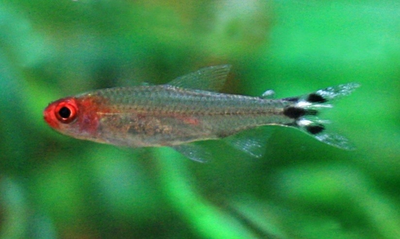 Small schooling fish