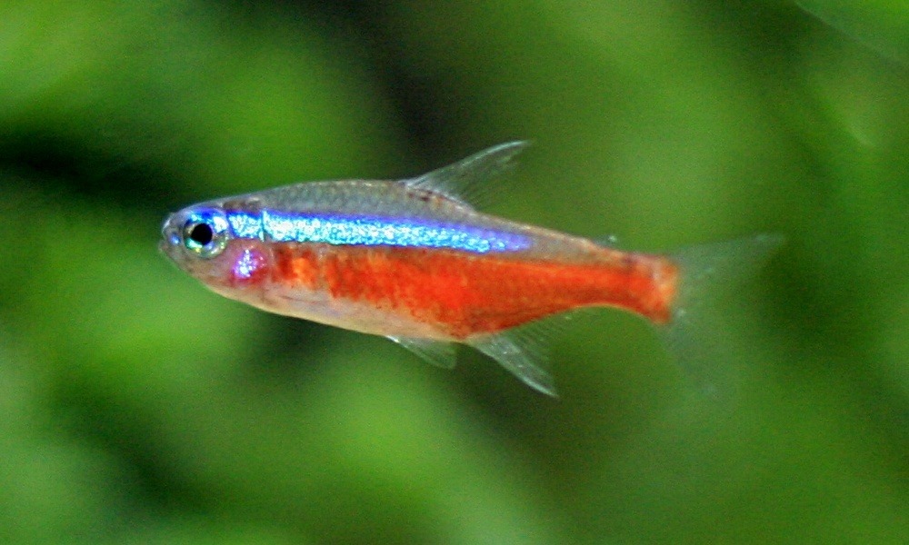 Freshwater schooling fish