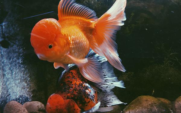 best types of goldfish Fish Care Guide: For All Your Home Aquarium Needs