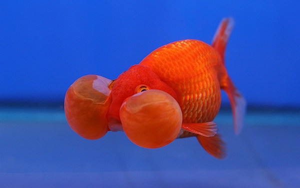 best goldfish types