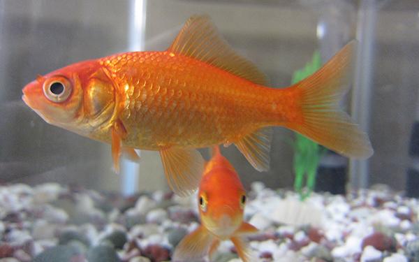 goldfish types