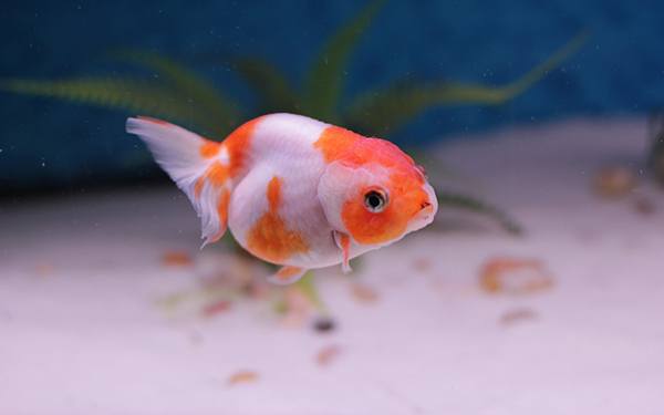best type of goldfish