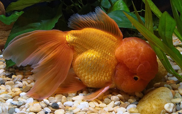 goldfish types