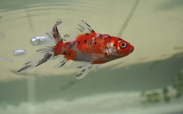 best types of goldfish