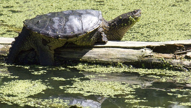 What do baby snapping turtles eat