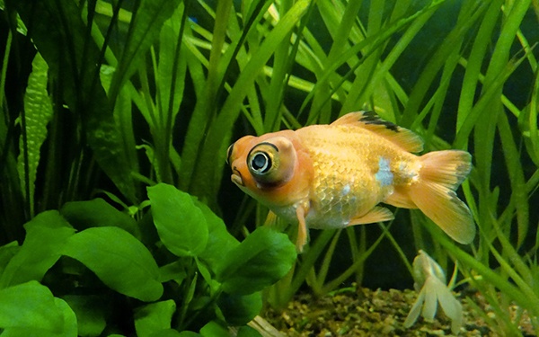 best types of goldfish