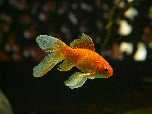Why do goldfish turn white