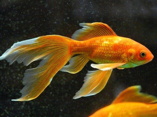 Why is my goldfish turning white