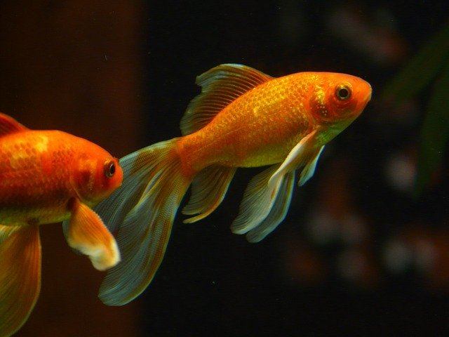 Goldfish turning white