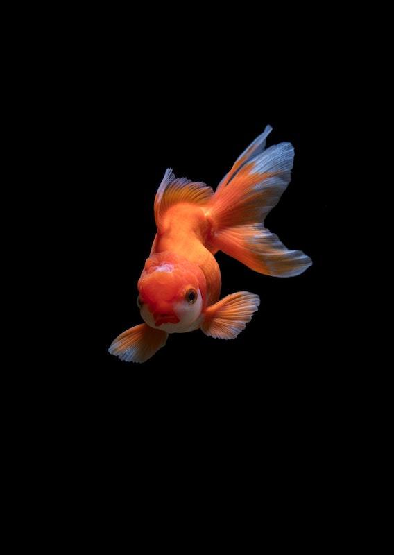 White goldfish